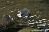 Bl�sshuhnk�ken am Laacher See - 21.06.2012