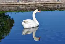 H�ckerschwan am Nymphenburger Schlo� in M�nchen - 28.04.2012