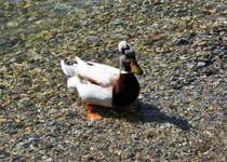 Landente am Chiemsee - 27.04.2012