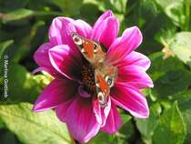 Tagpfauenauge auf Dahlienblte (Grugapark Essen, NRW - September 2006)