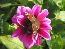 Tagpfauenauge auf Dahlienbl�te (Grugapark Essen, NRW - September 2006)