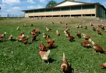 H�hnerstall mit gl�cklichen, freilaufenden H�hnern, gesehen in Oberschwaben, Aug.2012