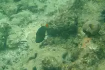 Ein Orangestreifen-Dr�ckerfisch (Balistapus undulatus
) am Hausriff von Sun Island, Malediven.
