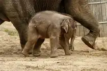 Neuzugang bei den Asiatischen Elefanten im Zoo Berlin. Elefantenm�dchen  Anchali  bei ersten Schritten im Freigehege.Foto:Zoologischer Garten Berlin, 26.08.2012