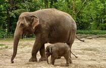 Neuzugang bei den Asiatischen Elefanten im Zoo Berlin. Muttertier  Pang Pha  mit Tochter  Anchali  bei den ersten Erkundungen des Freigeheges. Foto:Zoologischer Garten Berlin, 26.08.2012 