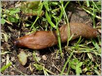 Die Spanische Wegschnecke (Arion vulgaris) ist hufig in unserem Garten anzutreffen. 24.08.2012  (Hans)