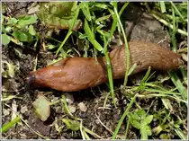 Die Spanische Wegschnecke (Arion vulgaris) ist h�ufig in unserem Garten anzutreffen. 24.08.2012  (Hans)