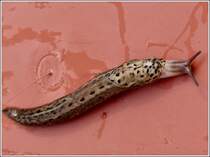 Tigerschnegel (Limax maximus), ein Gartenschdling, aufgenommen in unserem Garten am 24.08.2012.  (Hans) 