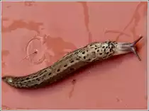 Tigerschnegel (Limax maximus), ein Gartensch�dling, aufgenommen in unserem Garten am 24.08.2012.  (Hans) 