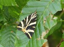 Spanische Flagge (Euplagia quadripunctaria) fotografiert am 30.07.2012. (Hans)