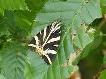 Spanische Flagge (Euplagia quadripunctaria) fotografiert am 30.07.2012. (Hans)