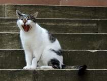 Keinen Schritt weiter! Katze verteidigt ihr Revier; 120825