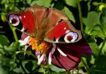 Tagpfauenauge
01.08.2012