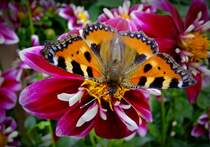 Kleiner Fuchs
09.08.2012