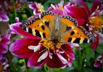 Kleiner Fuchs
09.08.2012