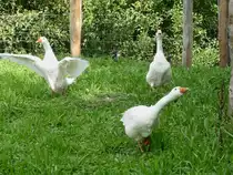 Gro�es Geschnatter im Niederrheinischen Freilichtmuseum Grefrath (28.8.11)