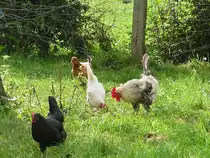 Freilaufende H�hner im Niederrheinischen Freilichtmuseum Grefrath (28.8.11