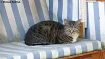 Diese Katze macht es sich gem�tlich - in einem Strandkorb, allerdings nicht irgendwo am Meer, sondern in Quedlinburg (Landkreis Harz, Sachsen-Anhalt, Juni 2012)