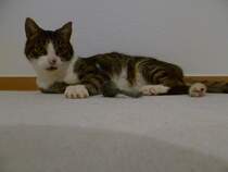 Der Purzel aus Dresden. 02.11.2011