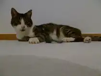 Der Purzel aus Dresden. 02.11.2011