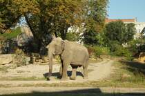Ein Asiatischer Elefant in seinem Gehege im Zoo Leipzig(14.08.2012).