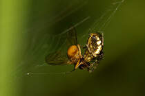 Ins Netz gegangen. - Sep. 2012