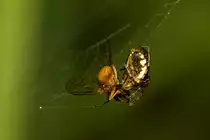 Ins Netz gegangen. - Sep. 2012