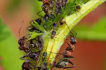 Ameisen beim  Melken  von Blattl�usen. - Aug. 2012