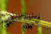 Ameisen beim  Melken  von Blattl�usen. - Aug. 2012