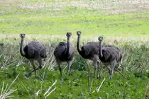Nandus auf einem Feld bei Schattin (NWM); 06.09.2012