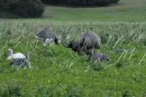 Nandus auf einem Feld bei Schattin; 06.09.2012