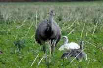 Nandus auf einem Feld bei Schattin; 06.09.2012