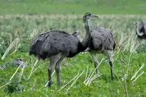 Nandus auf einem Feld bei Schattin; 06.09.2012
