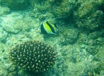 Ein Halfterfisch am Hausriff von Nalaguraidhoo/ Sun Island.Malediven,12.11.2007.
