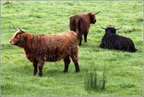 Schottische Hochlandrinder auf einer Weide bei Haithabu. 03.09.2012