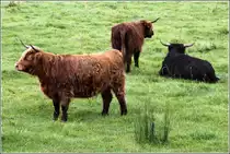 Schottische Hochlandrinder auf einer Weide bei Haithabu. 03.09.2012