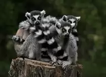 Kattas - Tierpark Berlin