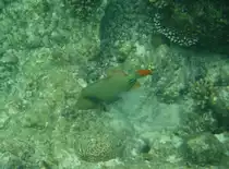 Ein Gelbschwanz-Dr�cker (Balistapus undulatus) am Hausriff von Nalaguraidhoo/ Sun Island.Malediven, Ari-Atoll am 11.11.2007. 
