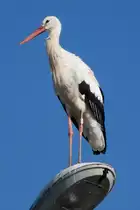 Ein Storch hoch oben auf einer Stra�enlaterne am Rastplatz Hoch-K�nigsburg, 2011-09-30