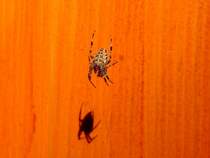 Kreuzspinne wirft ihren Schatten auf ein Scheunentor; 120908