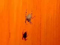 Kreuzspinne wirft ihren Schatten auf ein Scheunentor; 120908