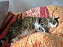 Mittagsschlaf ist der Ges�ndeste. Dresden am 09.09.2012