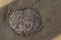 Nach dem die Ohrenqualle an den Strand gesp�lt wurde, fliesst das Wasser zur�ck in die Ostsee. - Sep. 2012