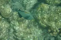 Ein Indischer Dr�ckerfisch (Melichthys indicus) beim Schwimmen durchs Riff. S�d-Ari-Atoll, Malediven.