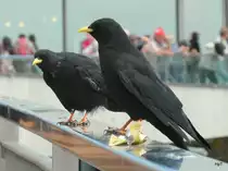 Berdgohlen auf einem Gel�nder beim Rest. auf dem Pilatus am 10.09.2012