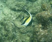 Ein  Halfterfisch (Zanclus cornutus)
 aus der Familie der Doktorfischartigen sucht am Hausriff von Nalaguraidhoo/ Sun Island.Malediven nach etwas essbarem, Ari-Atoll am 12.11.2007.