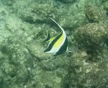 Ein  Halfterfisch (Zanclus cornutus)
 aus der Familie der Doktorfischartigen sucht am Hausriff von Nalaguraidhoo/ Sun Island.Malediven nach etwas essbarem, Ari-Atoll am 12.11.2007.