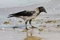 Eine Nebelkr�he sucht nach Muscheln am Strand. - Sep. 2012