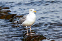 Eine Silbermwe beobachtet den Strand. - Sep. 2012
