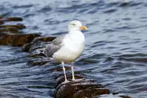 Eine Silberm�we beobachtet den Strand. - Sep. 2012